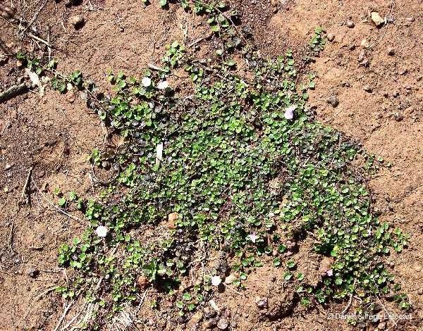 Polymeria pusilla habit