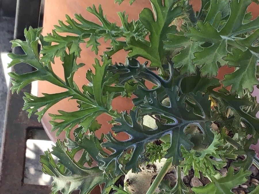 Pelargonium crassicaule leaf