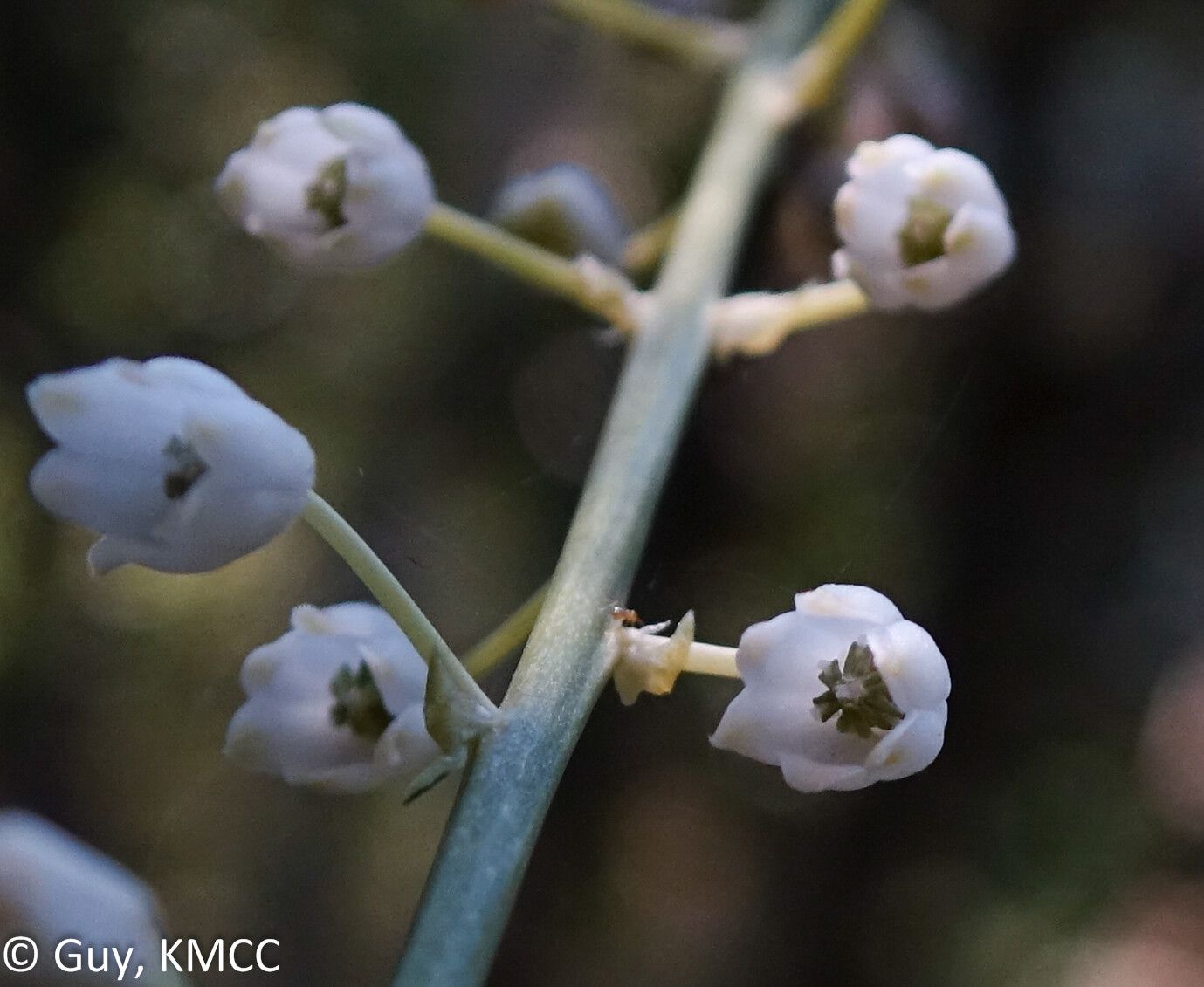 Drimia urgineoides flower
