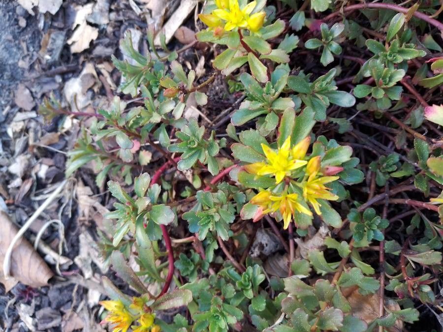 Sedum hybridum flower