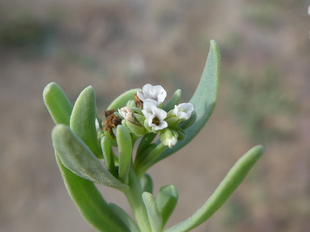 Heliotropium curassavicum flower