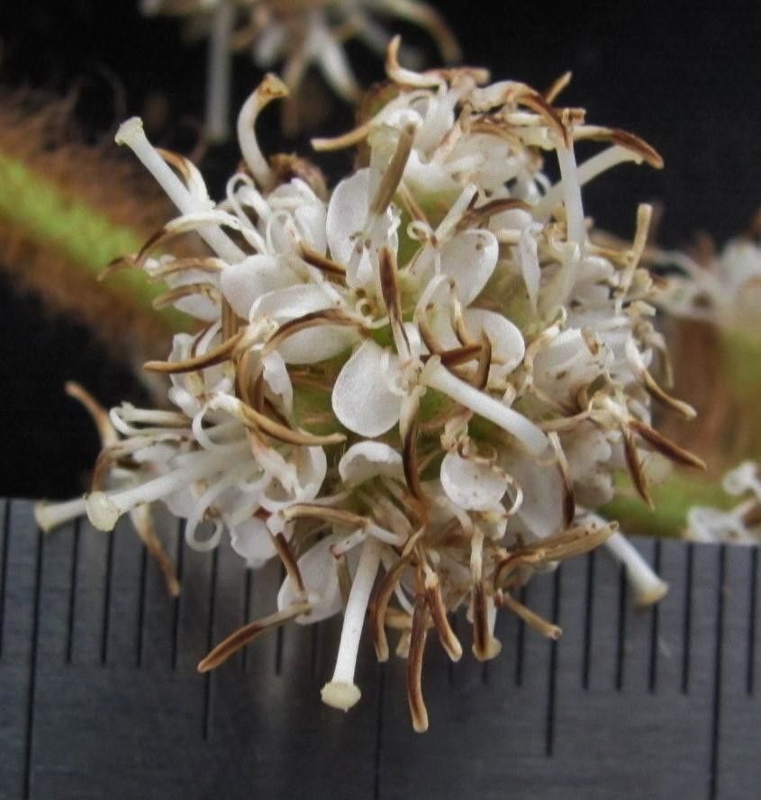 Miconia matthaei flower