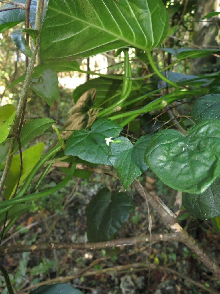 Zehneria baueriana — houseplant care guide