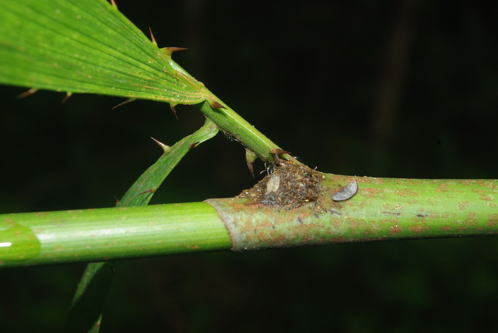 Eremospatha cabrae bark
