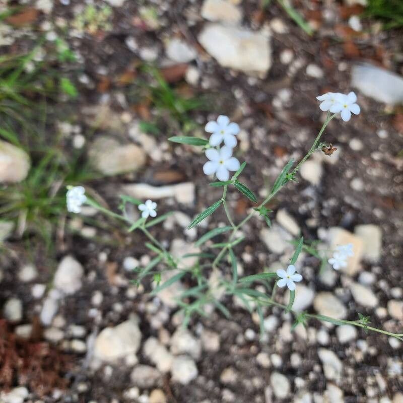 Euploca tenella other