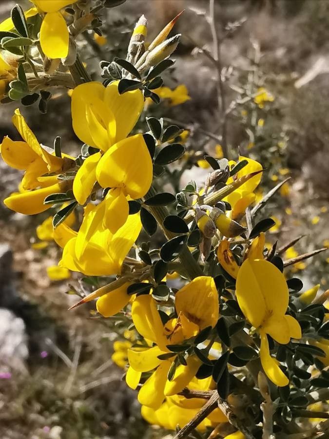 Cytisus lanigerus flower