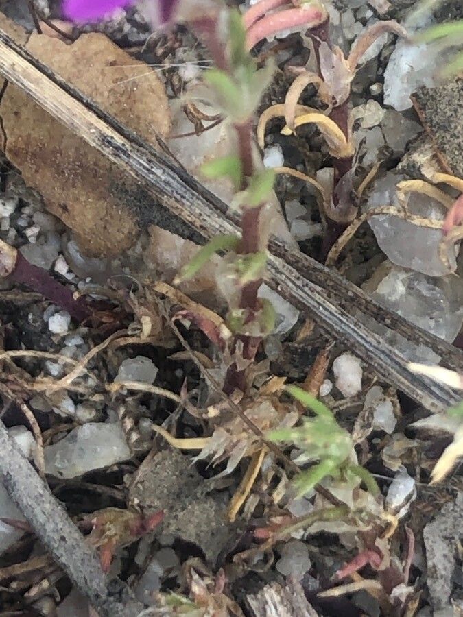 Spergula purpurea — houseplant care guide