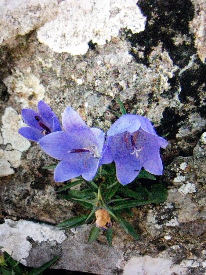 Campanula forsythii — houseplant care guide