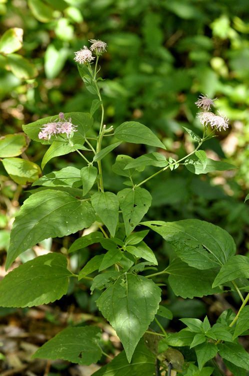 Brickellia cordifolia — search result for 'Alabama'