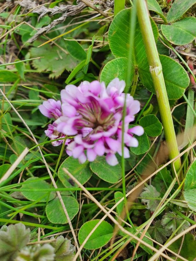 Trifolium rueppellianum — houseplant care guide