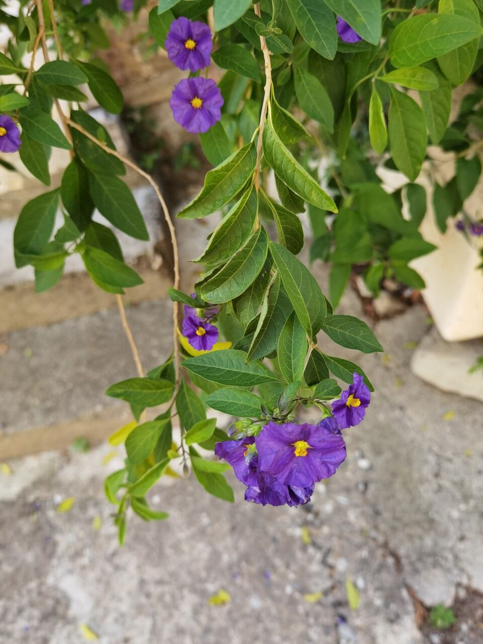 Lycianthes rantonnei — search result for 'Lycianthes'