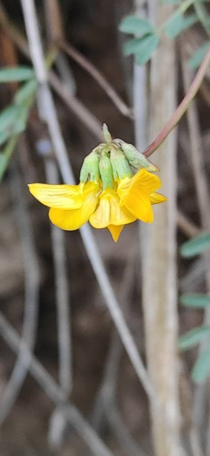 Hippocrepis scorpioides flower