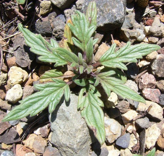 Phacelia purpusii — houseplant care guide