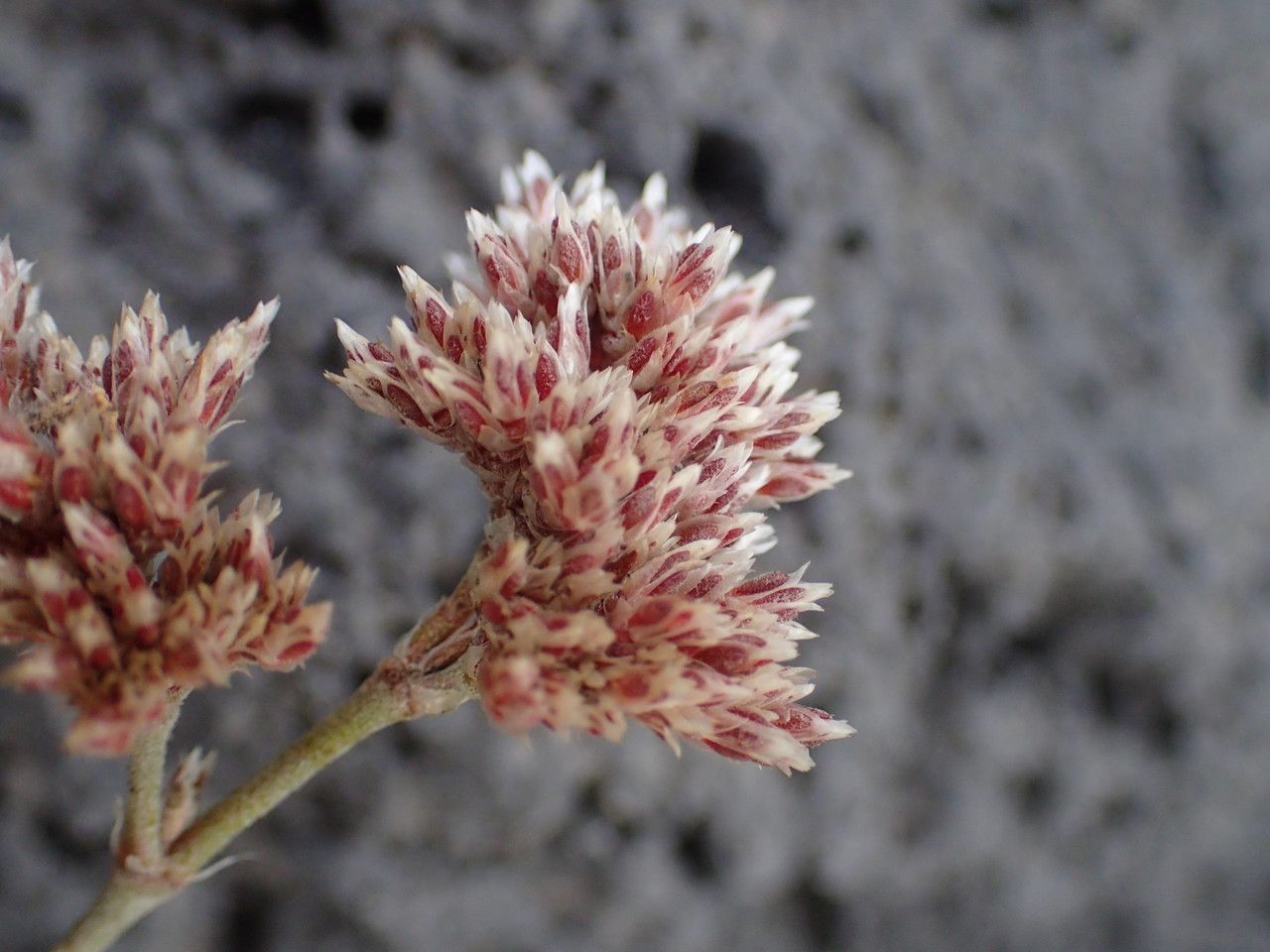 Polycarpaea divaricata flower