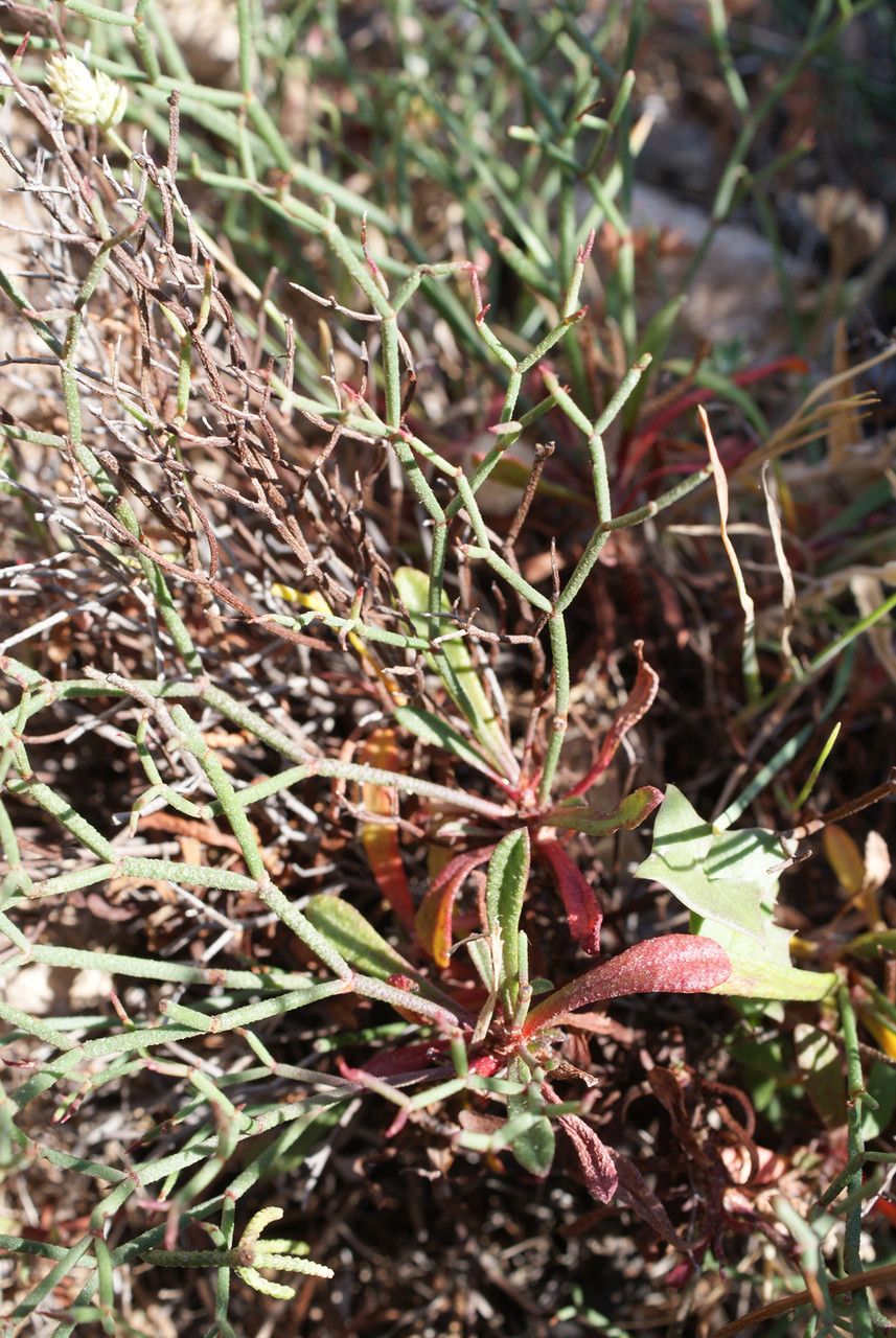 Limonium fontqueri leaf