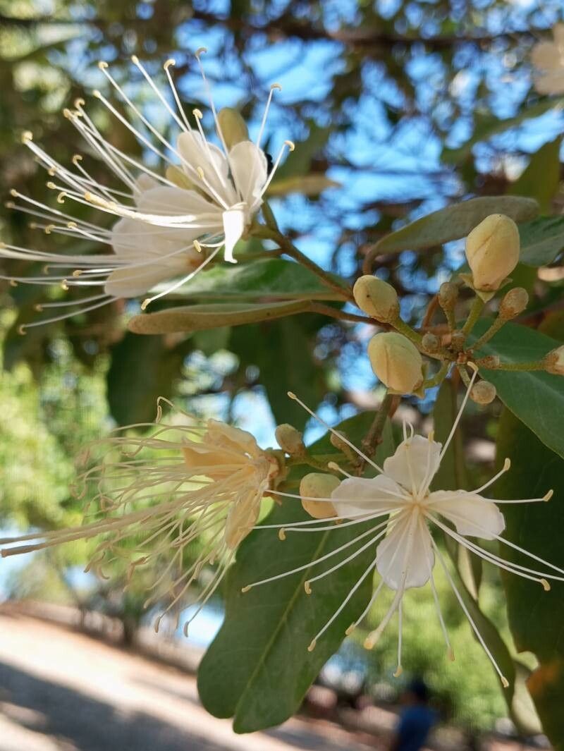 Morisonia indica flower
