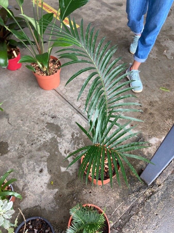 Cycas clivicola