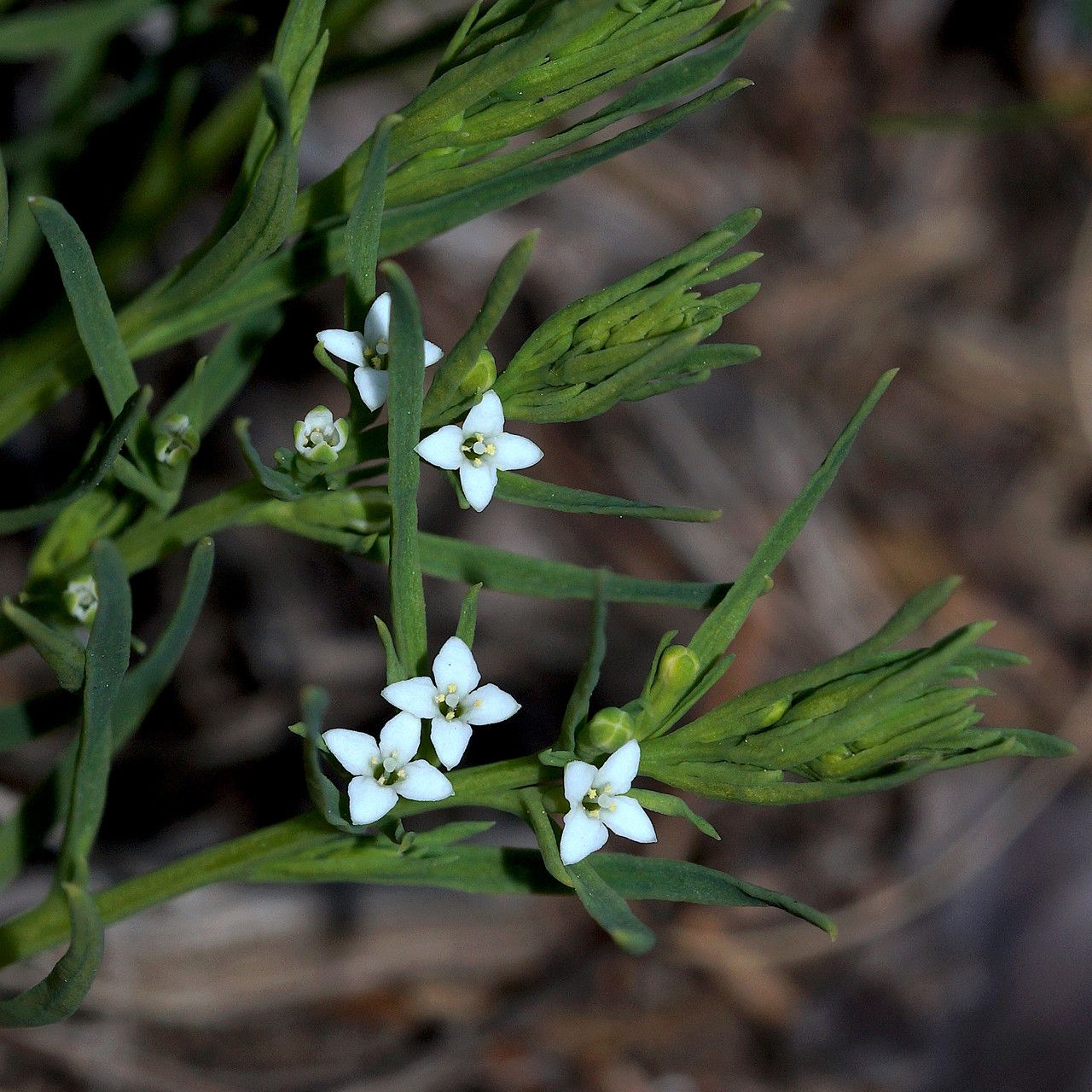 Thesium alpinum flower