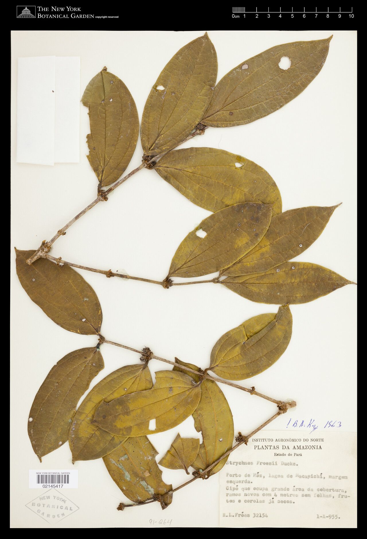 Strychnos froesii leaf