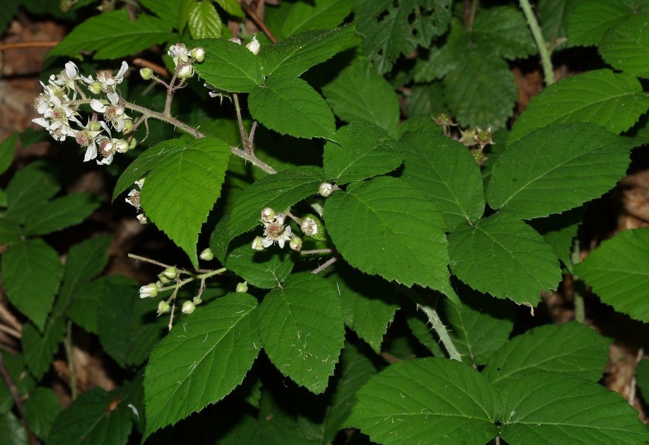 Rubus pallidicaulis flower