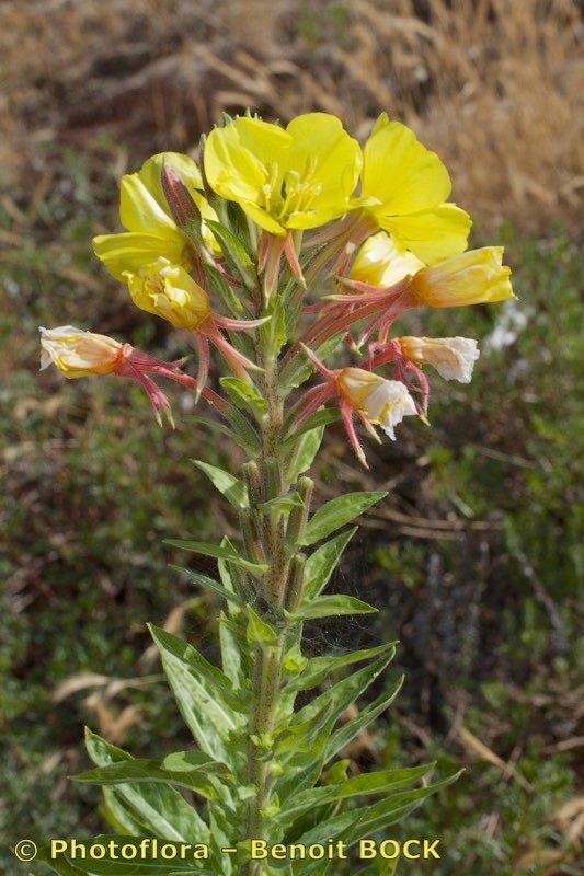 Oenothera velutina other