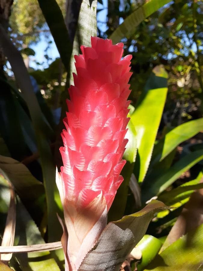 Quesnelia quesneliana flower