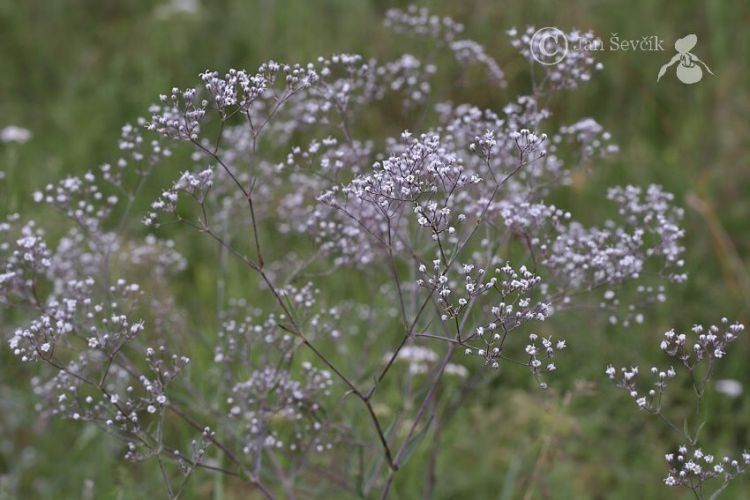 Gypsophila elegans fruit