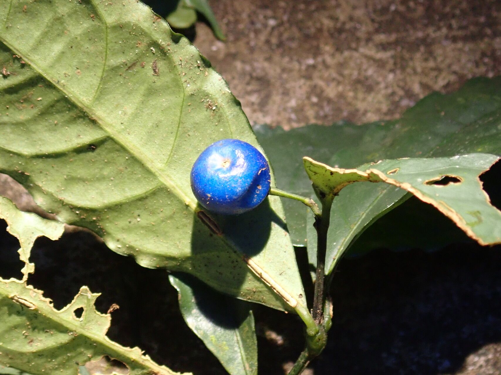Chassalia pleuroneura fruit
