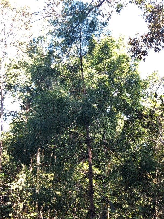 Gymnostoma nobile habit