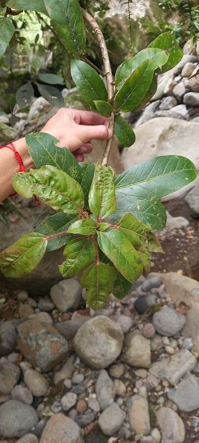 Oreopanax oerstedianus leaf