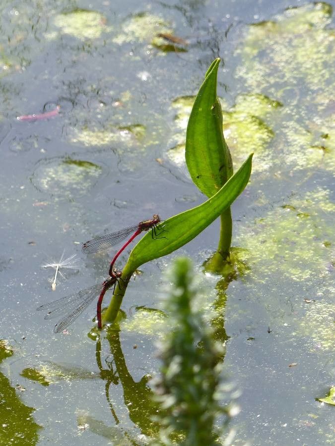 Potamogeton nodosus — search result for 'Potamogeton'