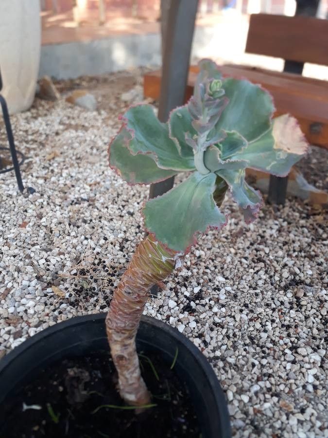 Moricandia foetida fruit