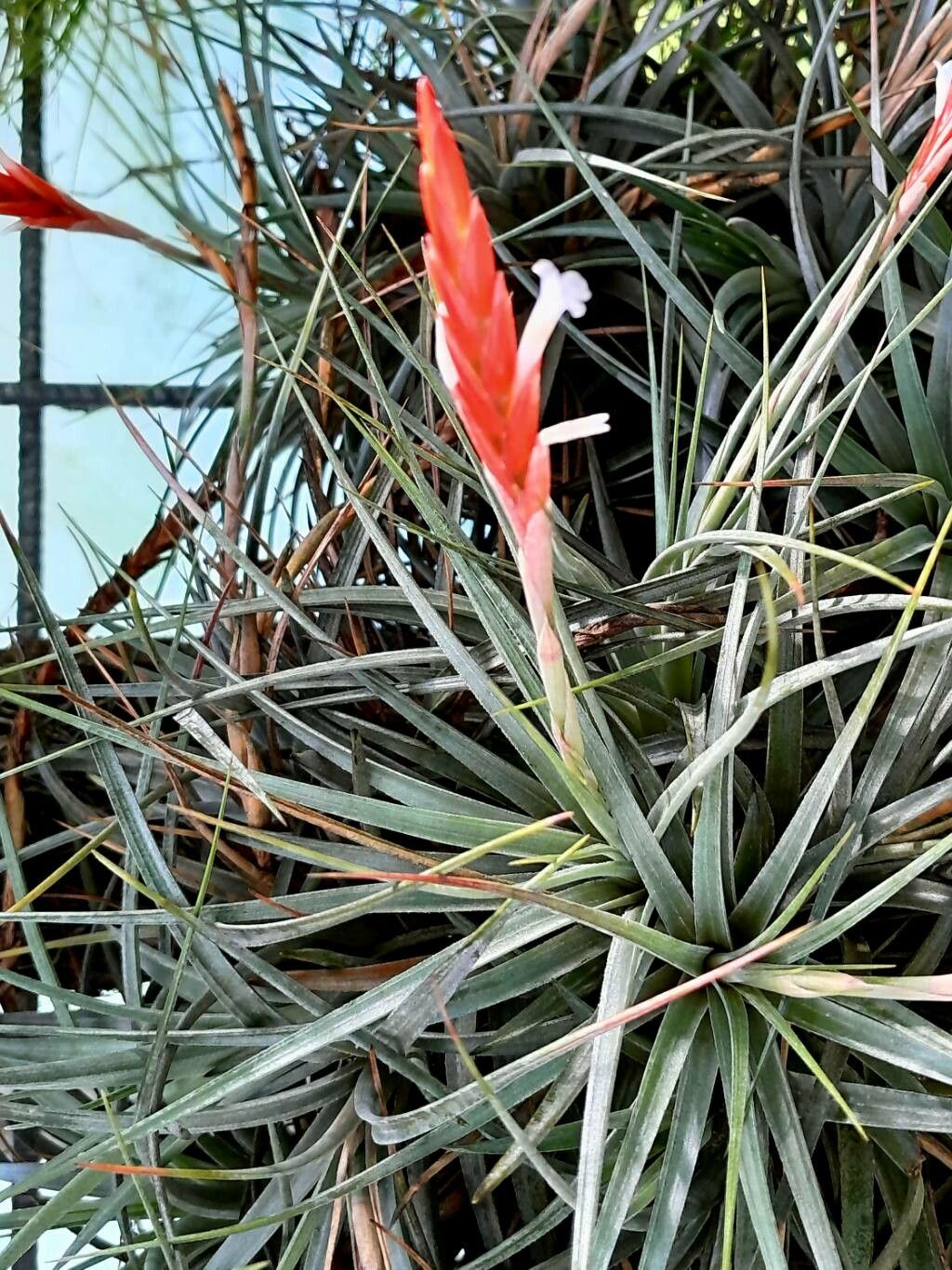 Tillandsia didisticha flower