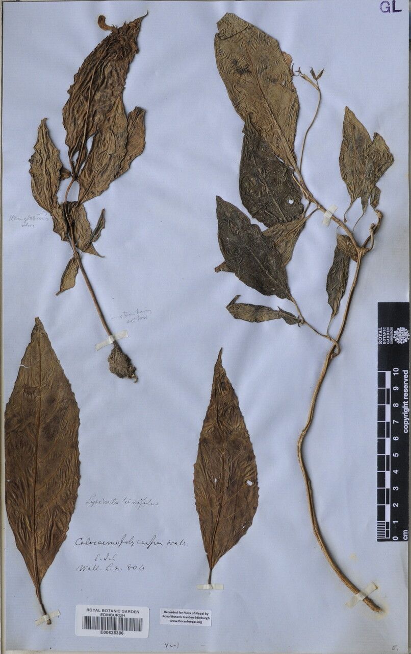 Lysionotus serratus other