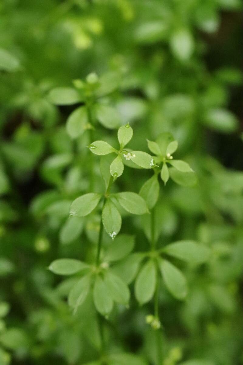 Galium kikumugura flower