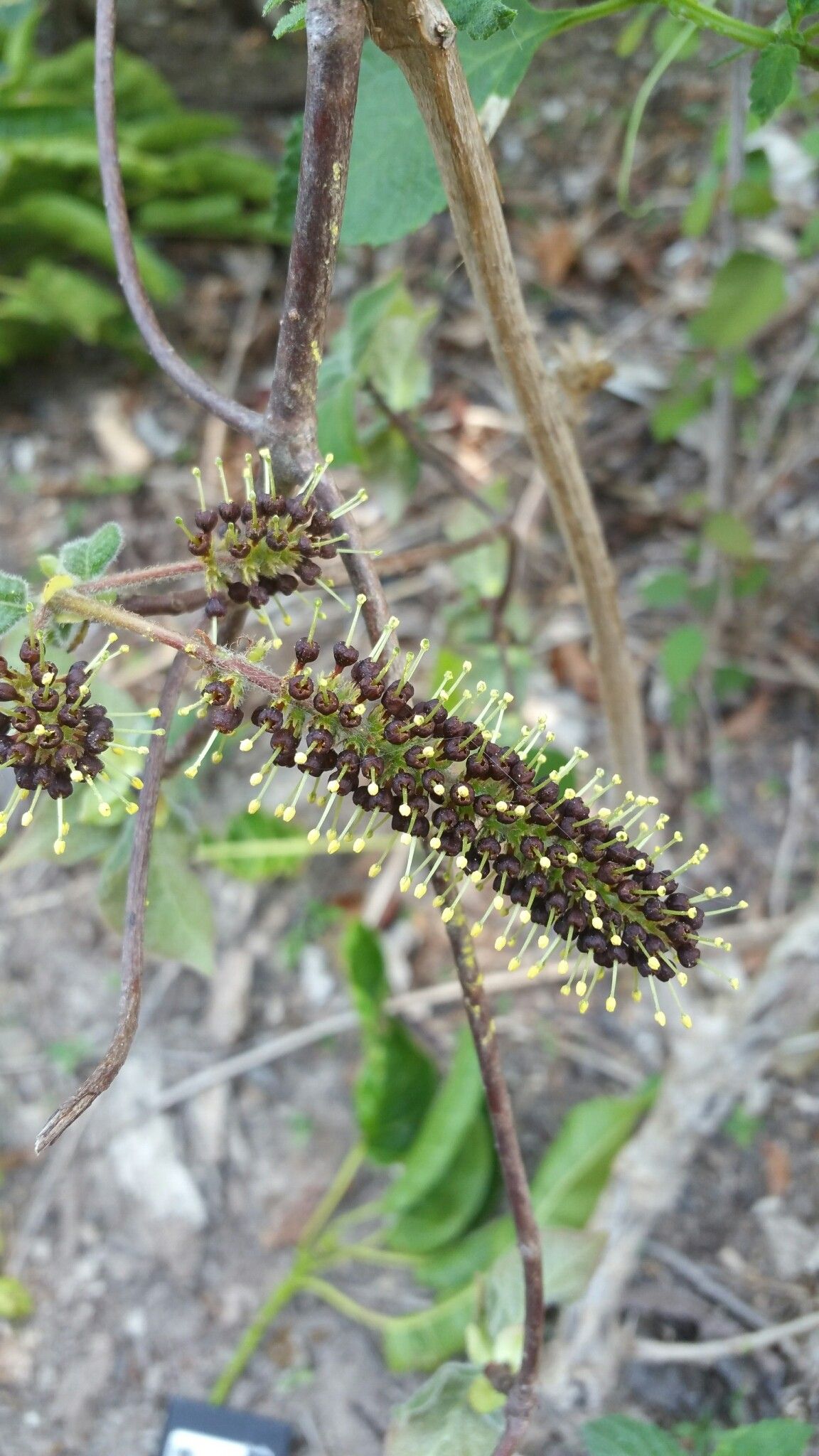Hymenodictyon tsingy flower