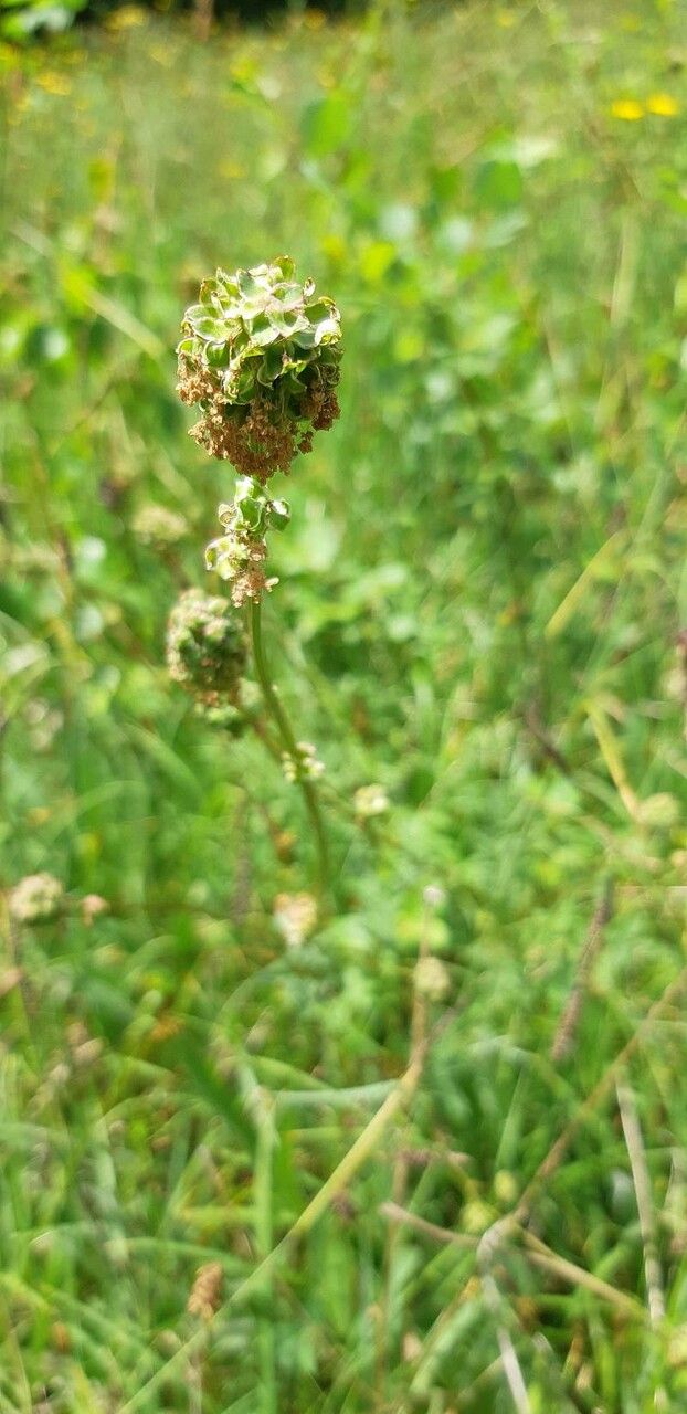 Poterium sanguisorba fruit