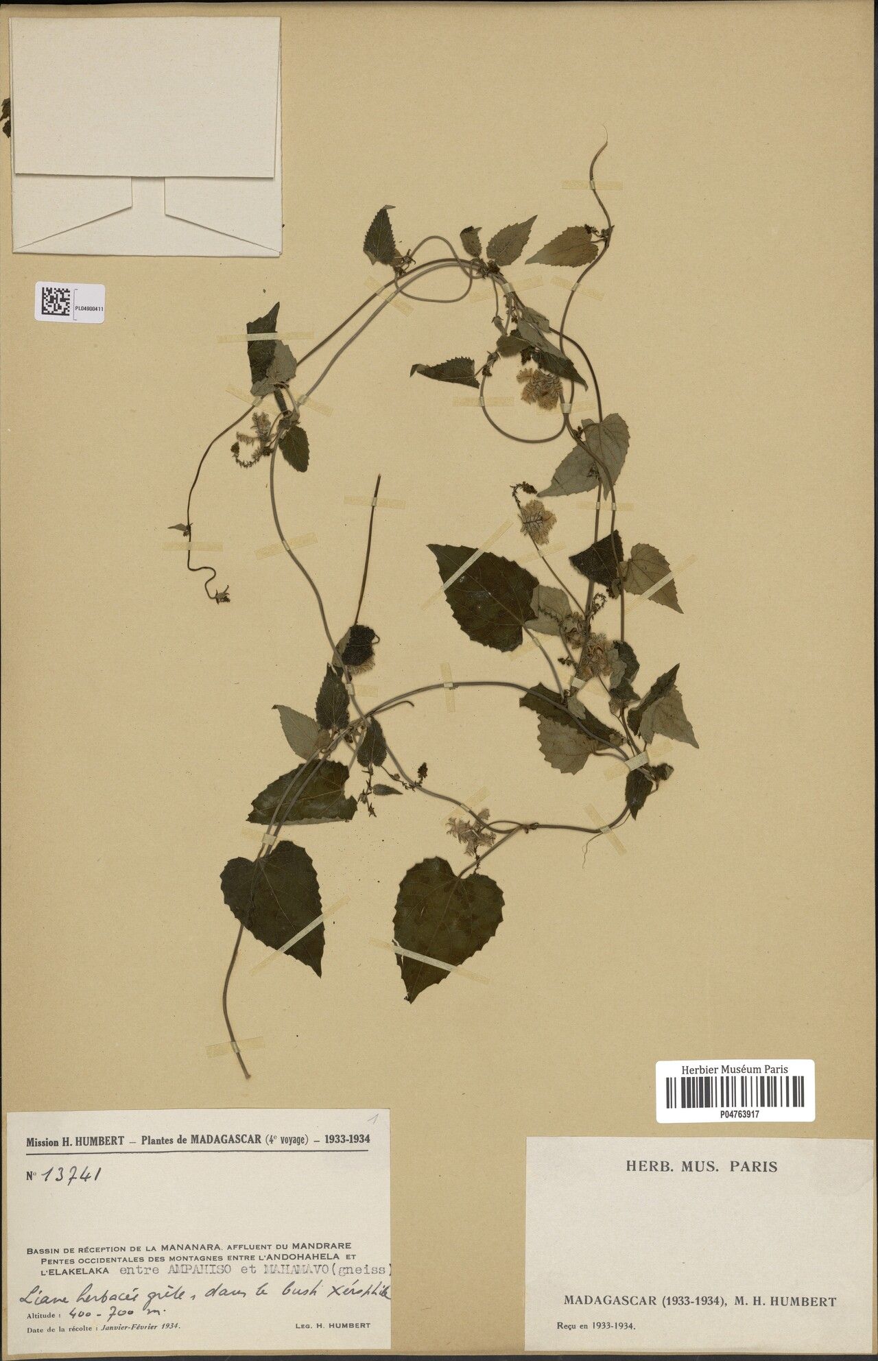 Tragia lassia — houseplant care guide