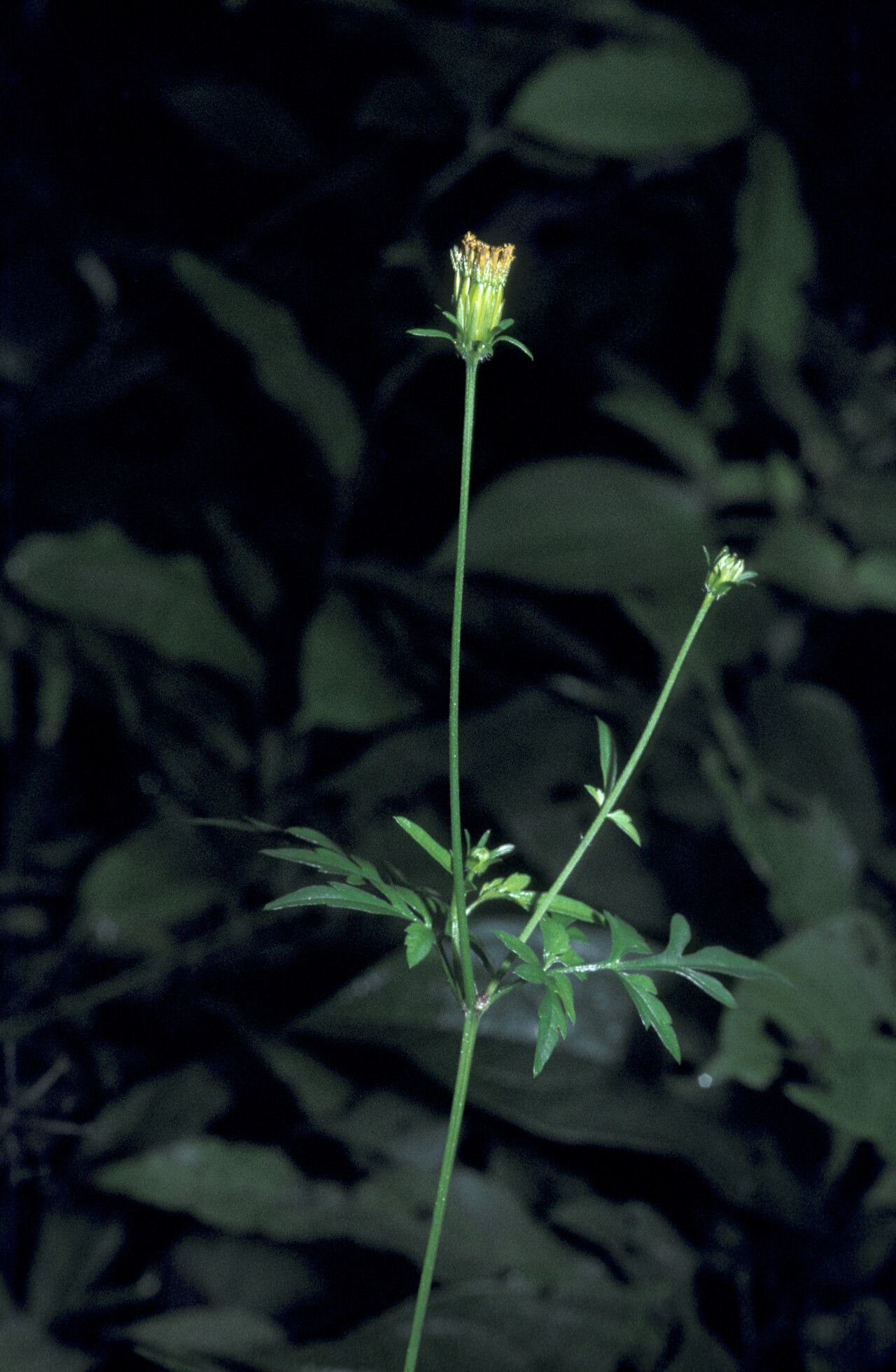 Bidens cynapiifolia habit