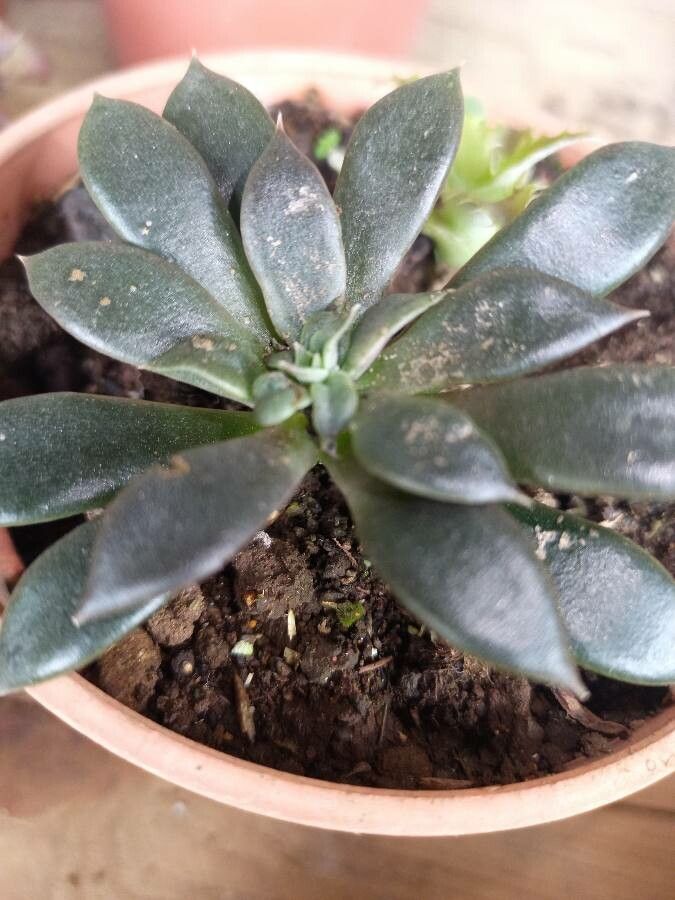 Echeveria carnicolor habit