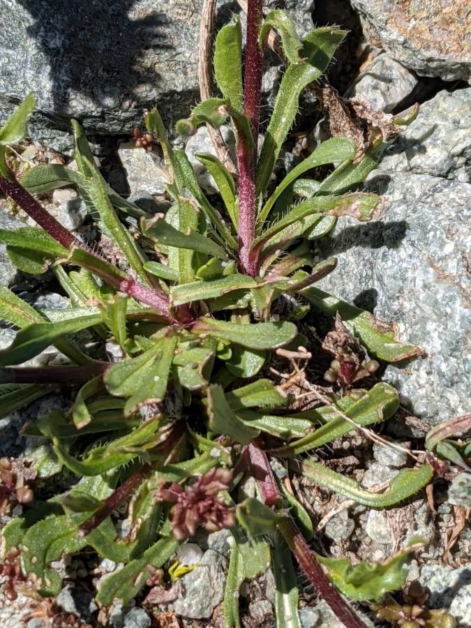 Erigeron uniflorus — search result for 'Erigeron'
