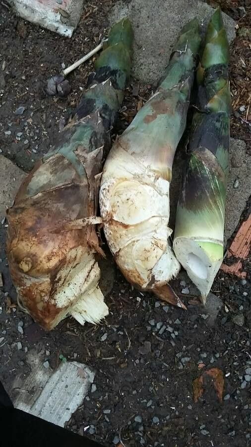 Dendrocalamus asper bark