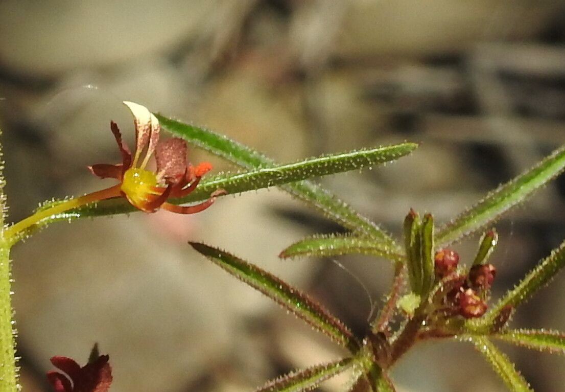 Cleome violacea flower