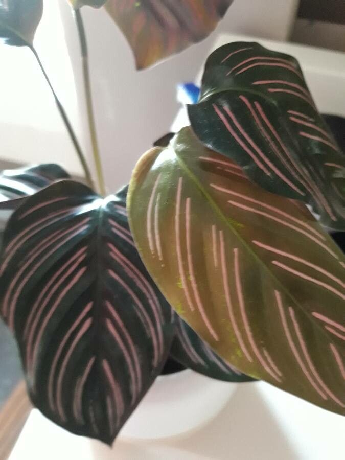 Calathea spp. leaf
