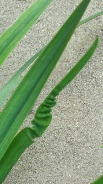 Sisyrinchium angustifolium leaf
