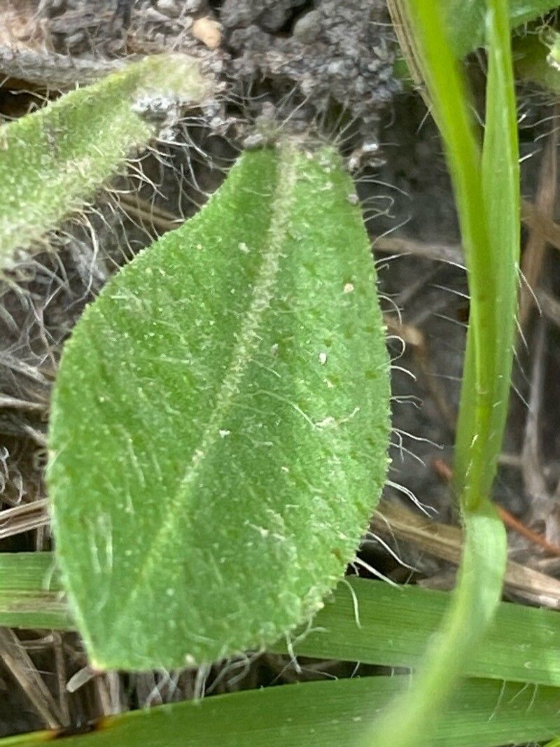 Pilosella ziziana — houseplant care guide