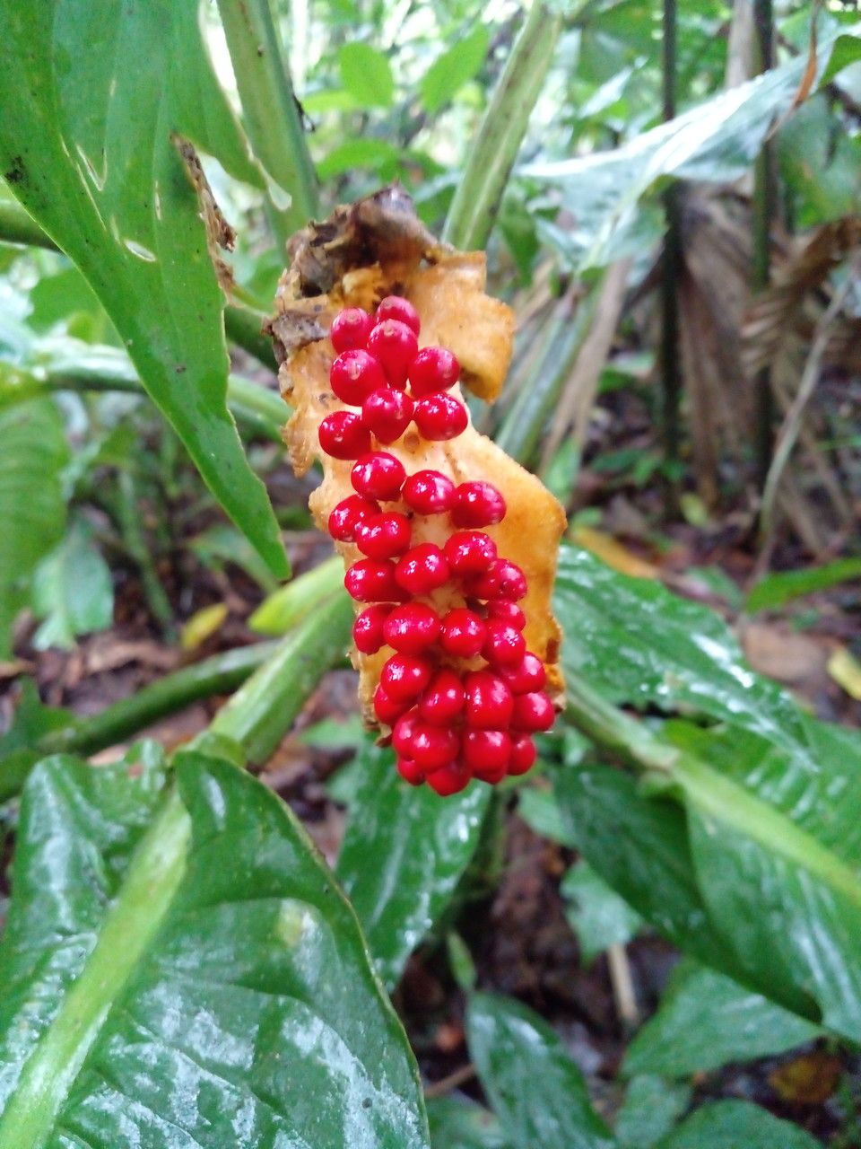 Dieffenbachia nitidipetiolata fruit
