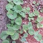 Dichondra micrantha