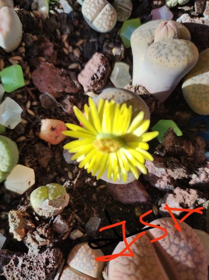 Lithops gracilidelineata flower