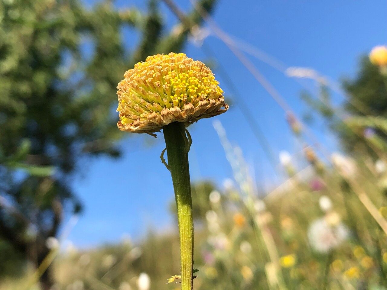 Anacyclus valentinus flower